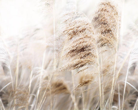 Soft Pampas White Modern Wood Framed Art Print with Double Matting by Weisz, Irene