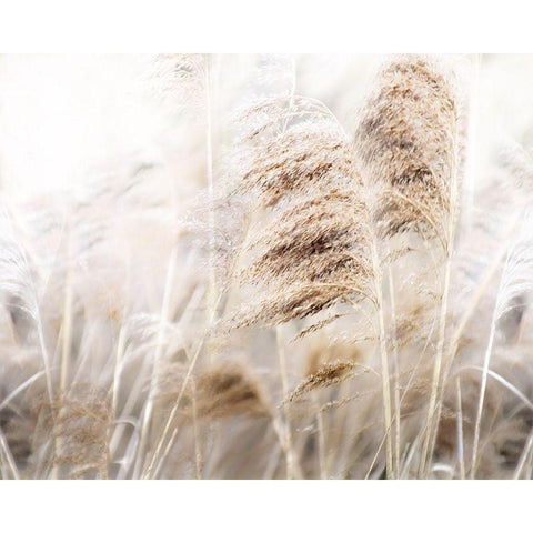 Soft Pampas Black Modern Wood Framed Art Print by Weisz, Irene