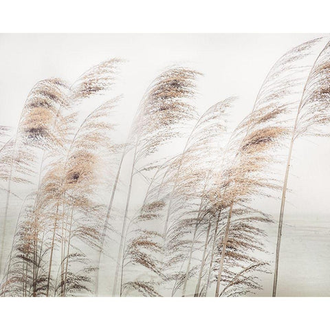 Delicate Pampas White Modern Wood Framed Art Print by Weisz, Irene
