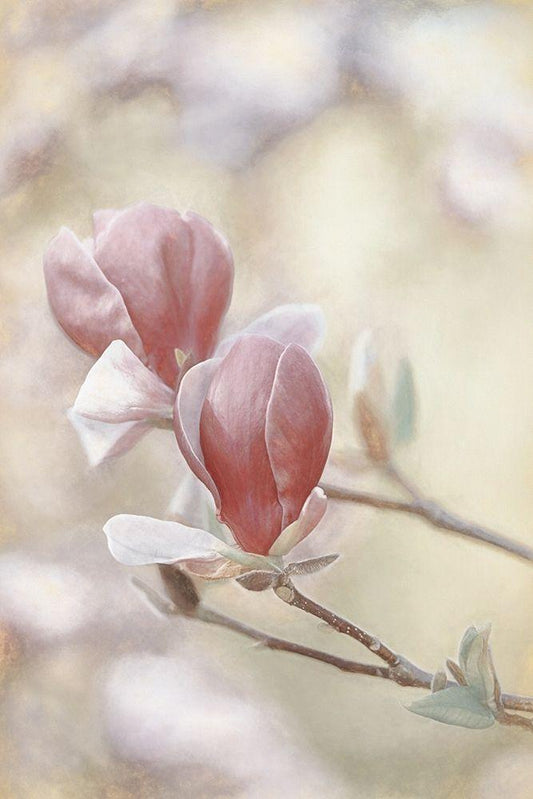 Image Only