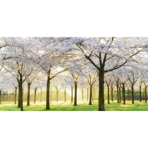 Bridal Trees Gold Ornate Wood Framed Art Print with Double Matting by Van de Goor, Lars