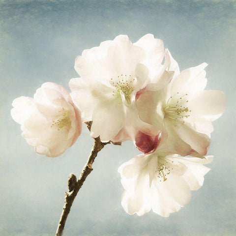 Happy Spring White Modern Wood Framed Art Print by Van de Goor, Lars