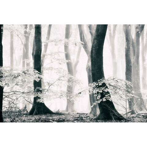 Silence of the Forest White Modern Wood Framed Art Print by Van de Goor, Lars