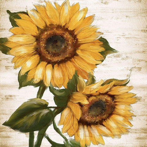 Sunflower Summer II White Modern Wood Framed Art Print with Double Matting by Knutsen, Conrad
