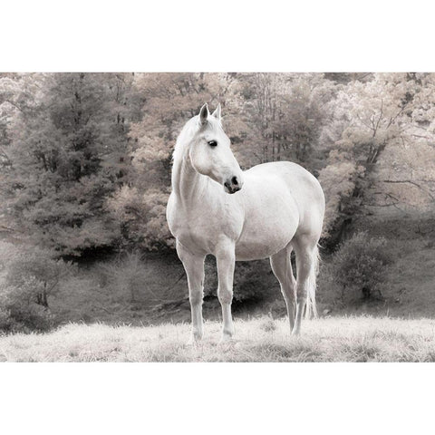 White Mare White Modern Wood Framed Art Print by Jannsen, Brian