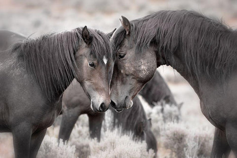 Wild Horses Black Ornate Wood Framed Art Print with Double Matting by Ditto, Larry