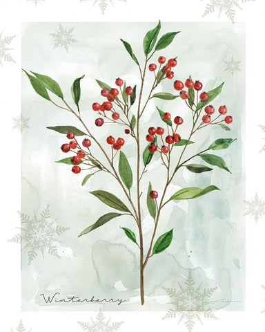 Botanical Winterberry White Modern Wood Framed Art Print with Double Matting by Robinson, Carol