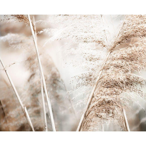 Soft Pampas Breeze Gold Ornate Wood Framed Art Print with Double Matting by Weisz, Irene