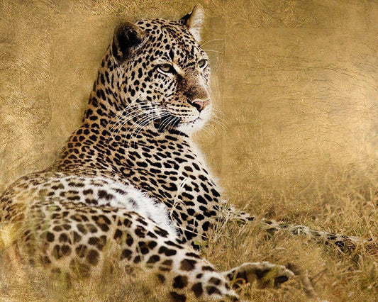 Image Only