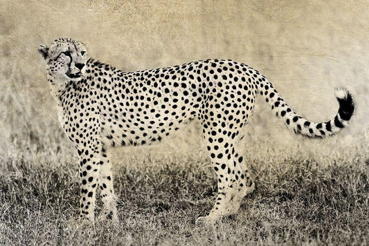 Image Only