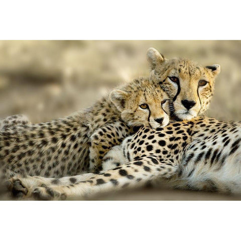 Kenya Cub White Modern Wood Framed Art Print by Delimont, Danita