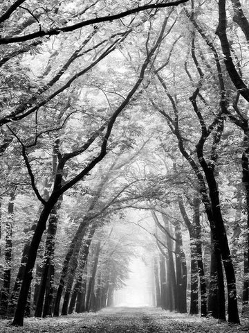 Cathedral Forest Black Ornate Wood Framed Art Print with Double Matting by Van de Goor, Lars