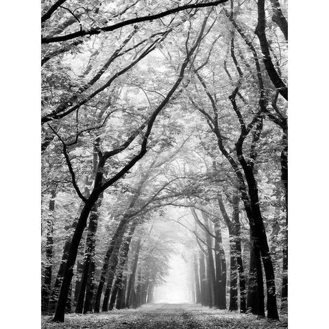 Cathedral Forest Black Modern Wood Framed Art Print by Van de Goor, Lars