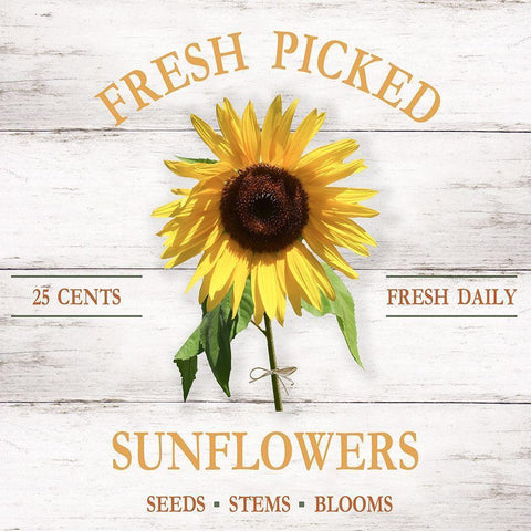 Fresh Picked Sunflowers Black Modern Wood Framed Art Print by Carpentieri, Natalie