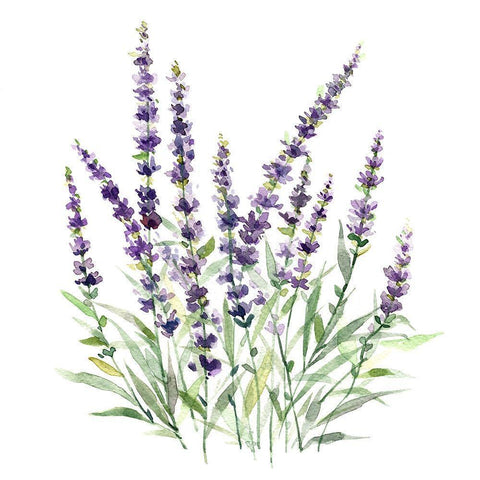 Lavender Botanical I Black Modern Wood Framed Art Print with Double Matting by Robinson, Carol