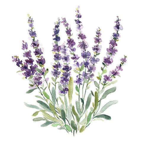 Lavender Botanical II White Modern Wood Framed Art Print with Double Matting by Robinson, Carol