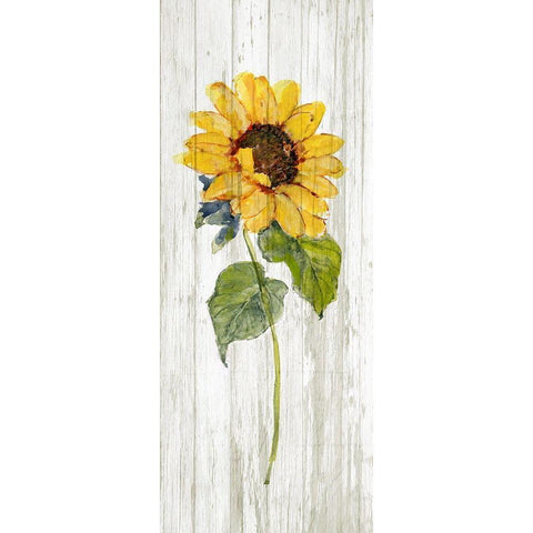 Sunflower in Autumn I Black Modern Wood Framed Art Print with Double Matting by Swatland, Sally