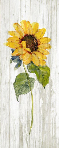 Sunflower in Autumn I White Modern Wood Framed Art Print with Double Matting by Swatland, Sally