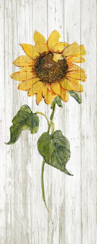 Sunflower in Autumn II White Modern Wood Framed Art Print with Double Matting by Swatland, Sally