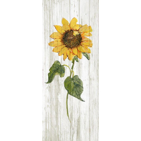 Sunflower in Autumn II White Modern Wood Framed Art Print by Swatland, Sally