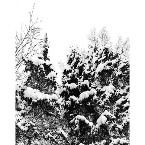 Wintery Dreams I Black Modern Wood Framed Art Print with Double Matting by Carpentieri, Natalie