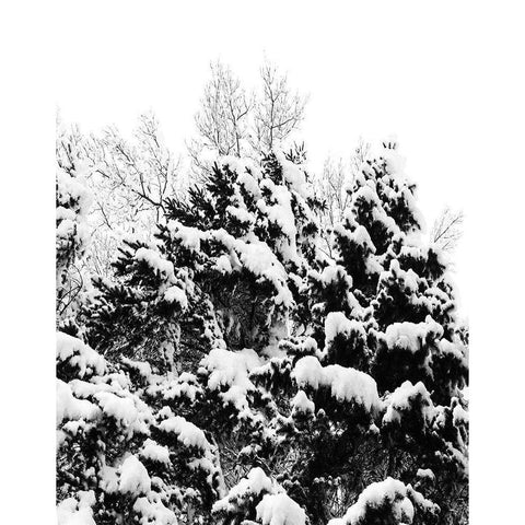 Wintery Dreams II Gold Ornate Wood Framed Art Print with Double Matting by Carpentieri, Natalie