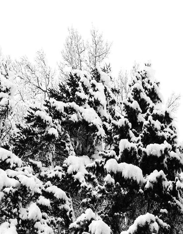 Wintery Dreams II White Modern Wood Framed Art Print with Double Matting by Carpentieri, Natalie