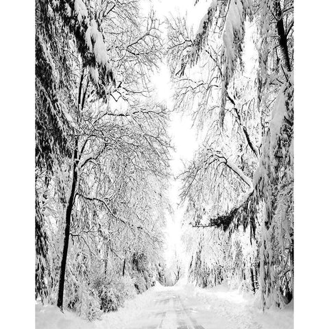 Wintery Dreams Path Black Modern Wood Framed Art Print with Double Matting by Carpentieri, Natalie