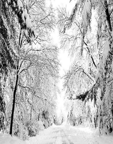 Wintery Dreams Path White Modern Wood Framed Art Print with Double Matting by Carpentieri, Natalie