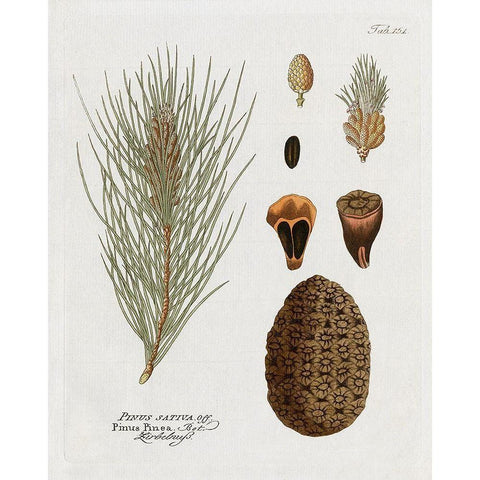 Botanical Pine Black Modern Wood Framed Art Print with Double Matting by Donovan, Kelly