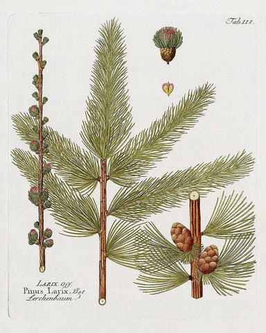 Botanical Larch White Modern Wood Framed Art Print with Double Matting by Donovan, Kelly