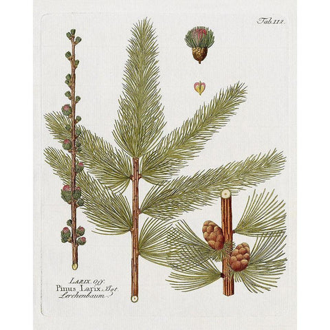Botanical Larch Black Modern Wood Framed Art Print with Double Matting by Donovan, Kelly