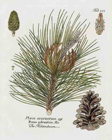 Botanical Spruce Black Ornate Wood Framed Art Print with Double Matting by Donovan, Kelly