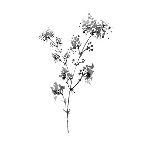 Neutral Washed Botanical I Black Modern Wood Framed Art Print with Double Matting by Knutsen, Conrad