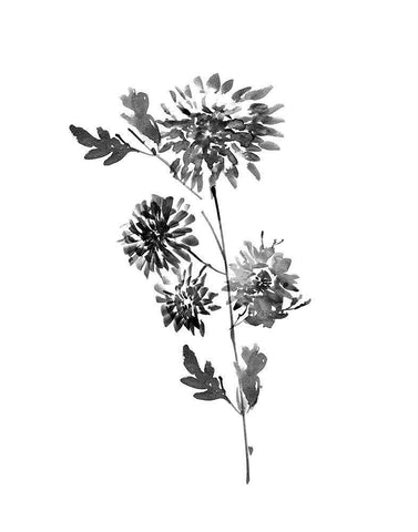 Neutral Washed Botanical II Black Ornate Wood Framed Art Print with Double Matting by Knutsen, Conrad