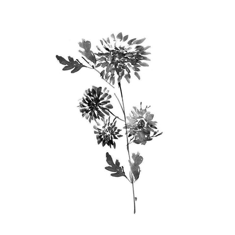 Neutral Washed Botanical II Black Modern Wood Framed Art Print with Double Matting by Knutsen, Conrad