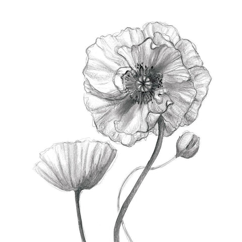 Sketchy Poppy Black Modern Wood Framed Art Print with Double Matting by Robinson, Carol