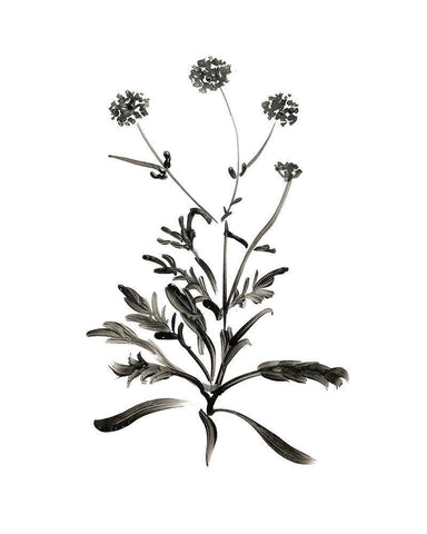 Inky Botanical I White Modern Wood Framed Art Print with Double Matting by Donovan, Kelly