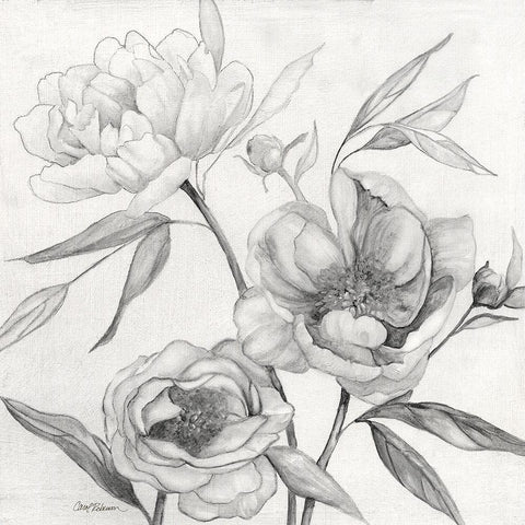 Linen Peony Sketch II White Modern Wood Framed Art Print with Double Matting by Robinson, Carol