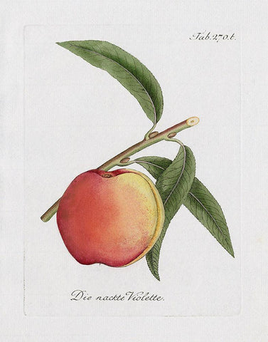 Peachy Keen I Black Ornate Wood Framed Art Print with Double Matting by Donovan, Kelly
