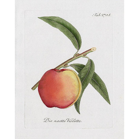 Peachy Keen I Gold Ornate Wood Framed Art Print with Double Matting by Donovan, Kelly