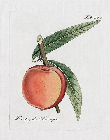 Peachy Keen II White Modern Wood Framed Art Print with Double Matting by Donovan, Kelly