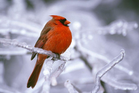 Winter Cardinal White Modern Wood Framed Art Print with Double Matting by Delimont, Danita