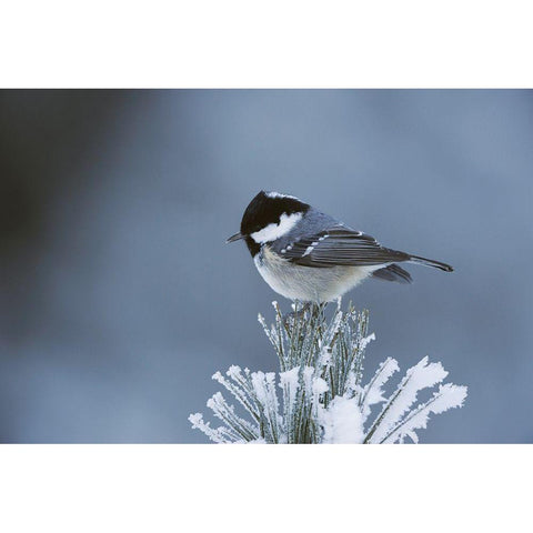 Snowy Pine Black Modern Wood Framed Art Print by Delimont, Danita