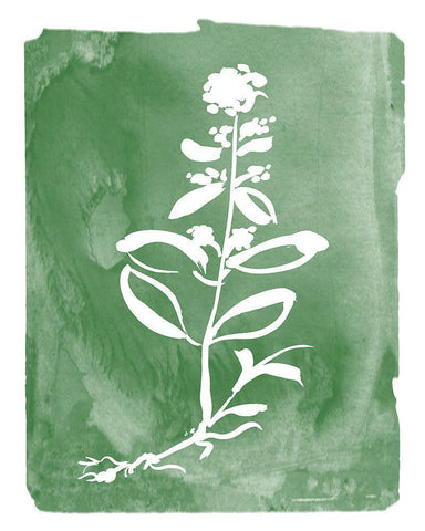 Green Botanical III White Modern Wood Framed Art Print with Double Matting by Donovan, Kelly