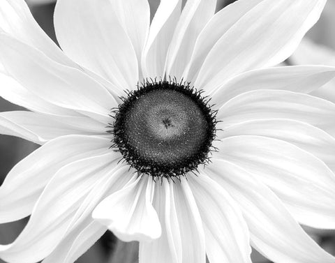 Blooming Sunshine Black Ornate Wood Framed Art Print with Double Matting by Delimont, Danita