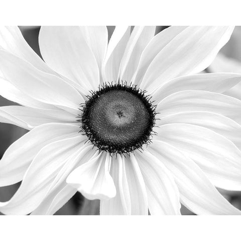 Blooming Sunshine Gold Ornate Wood Framed Art Print with Double Matting by Delimont, Danita