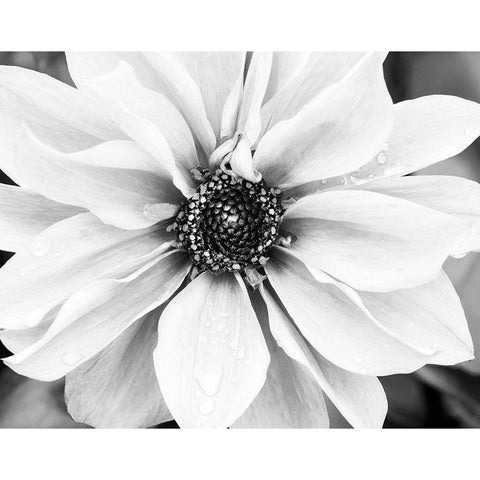 Hello Daisy Black Modern Wood Framed Art Print with Double Matting by Delimont, Danita