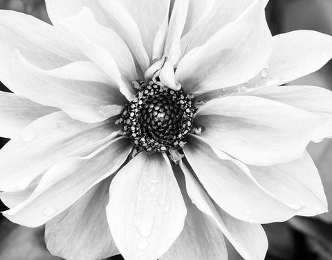 Hello Daisy Black Ornate Wood Framed Art Print with Double Matting by Delimont, Danita