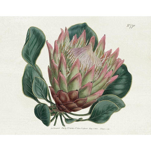 Protea N70 Gold Ornate Wood Framed Art Print with Double Matting by Donovan, Kelly